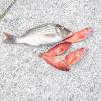 DSCF3945