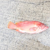 DSCF3949