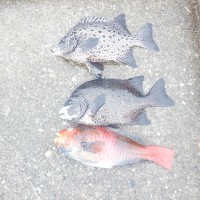 DSCF3953