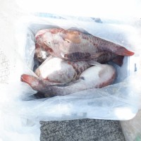 DSCF3977