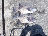 DSCF4032