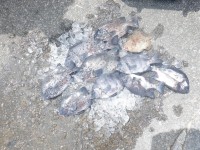 DSCF4056