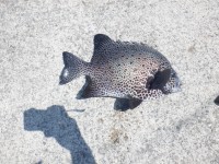 DSCF4069
