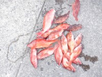 DSCF4075