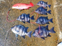 DSCF4113