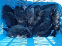 P1040002