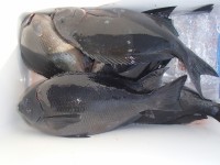 P1310003-1
