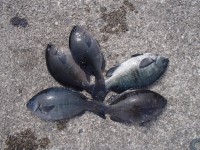 P4080007