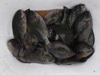 P52600021