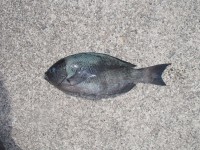 P6010007