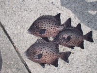 P6050003