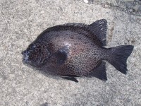 P6060005