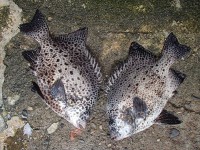 P7160004