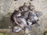 P7250001