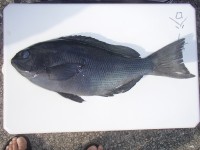 P91100011