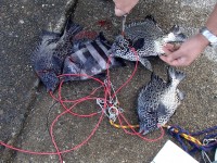 PC020040