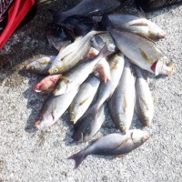 e8ac83d438f127f6124b39454cbce2e8